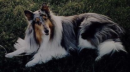 white-factored blue merle collie, Smokey