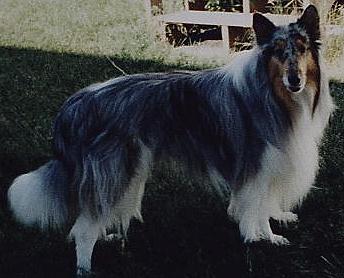 white-factored blue merle collies, Smokey