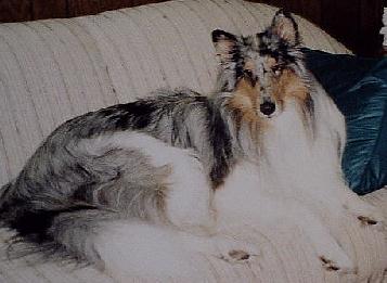 white-factored blue merle collie, Smokey