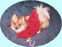 my orange creme pomeranian dog, wild irish rose